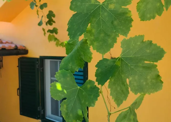 Casa De Canelas - Refugio Terroir *